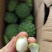 新鲜莲蓬颗粒饱满现摘现法一手货源代发全国欢迎