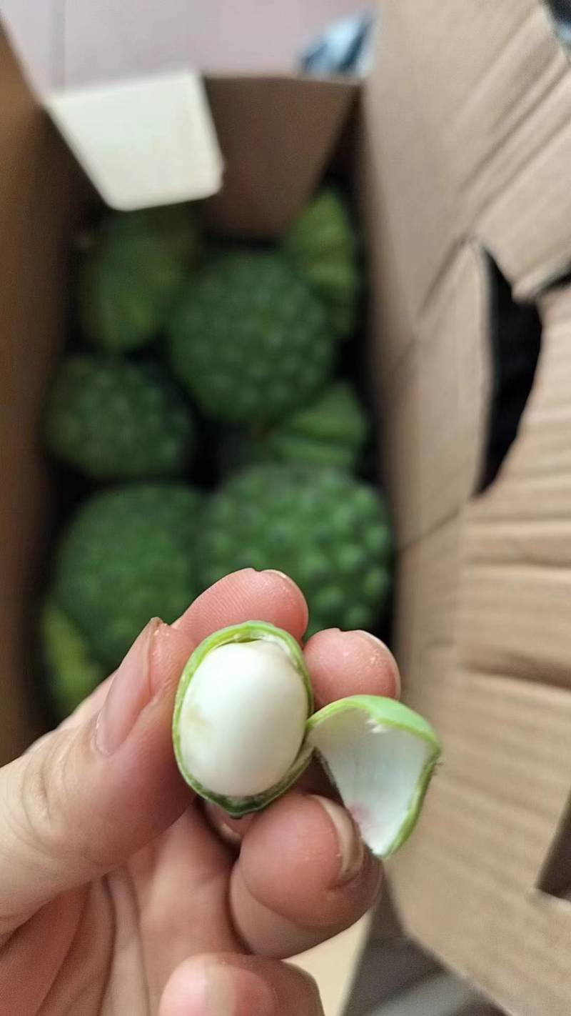 新鲜莲蓬颗粒饱满现摘现法一手货源代发全国欢迎