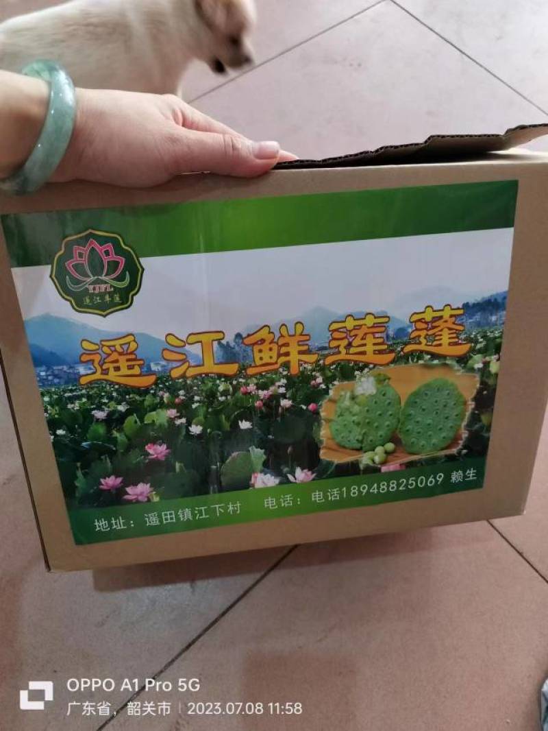 新鲜莲蓬颗粒饱满现摘现法一手货源代发全国欢迎