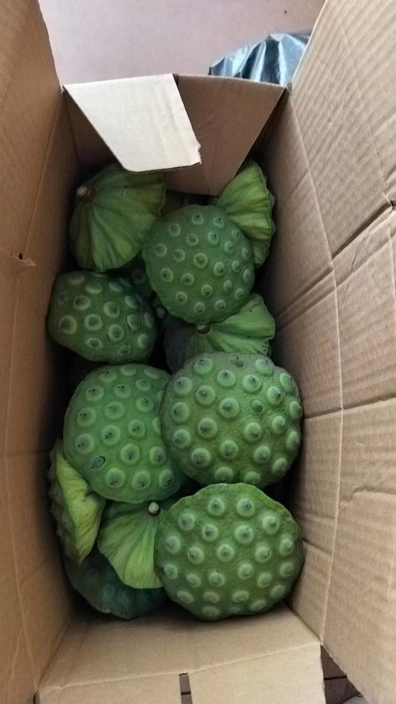 新鲜莲蓬颗粒饱满现摘现法一手货源代发全国欢迎