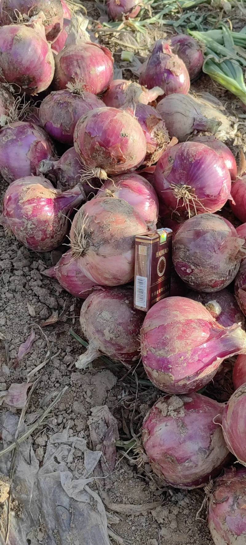 兰州新区洋葱，大量出售，大量接单，4万亩洋葱基地货源