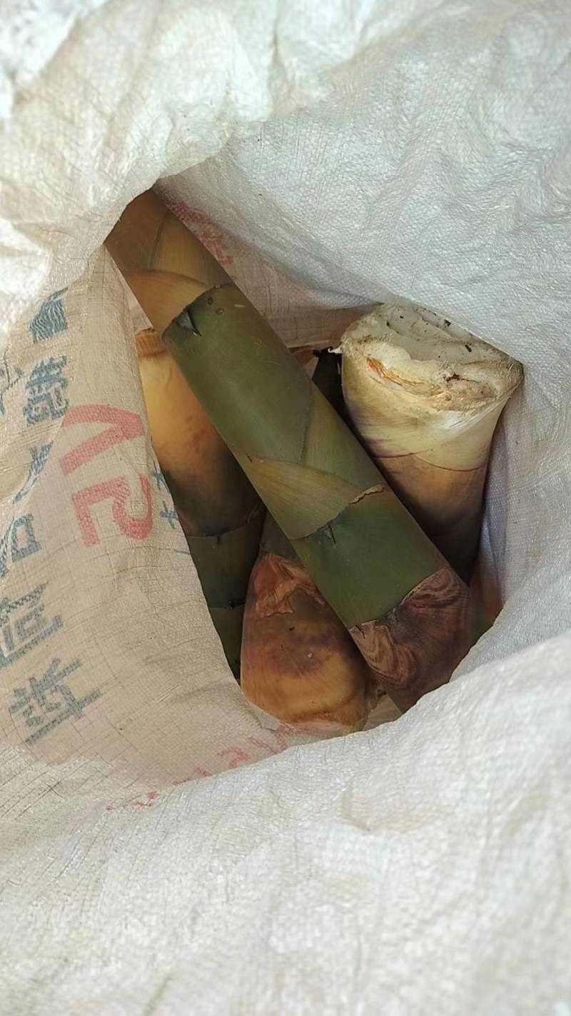 竹笋新鲜竹笋大量上市欢迎咨询产地直销全国发货