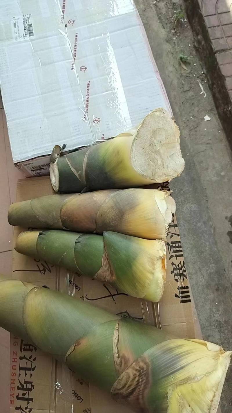 竹笋新鲜竹笋大量上市欢迎咨询产地直销全国发货