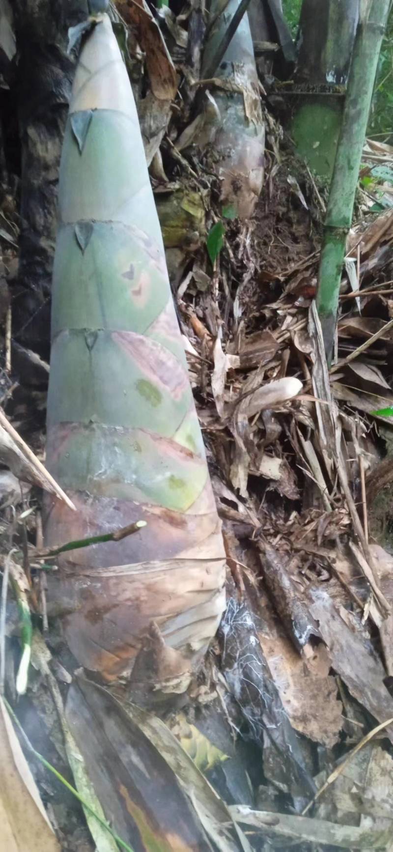 竹笋新鲜竹笋大量上市欢迎咨询产地直销全国发货