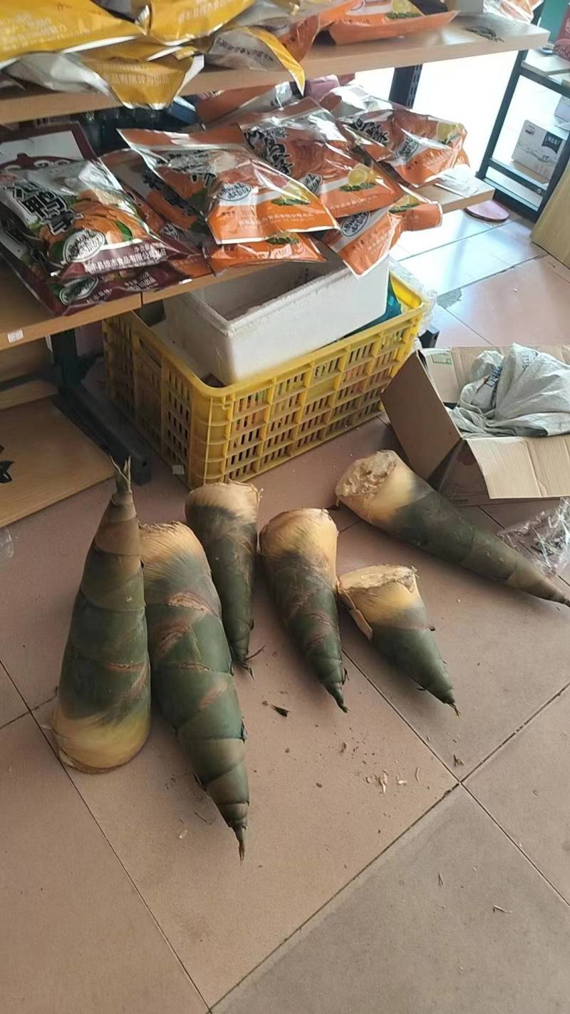 竹笋新鲜竹笋大量上市欢迎咨询产地直销全国发货