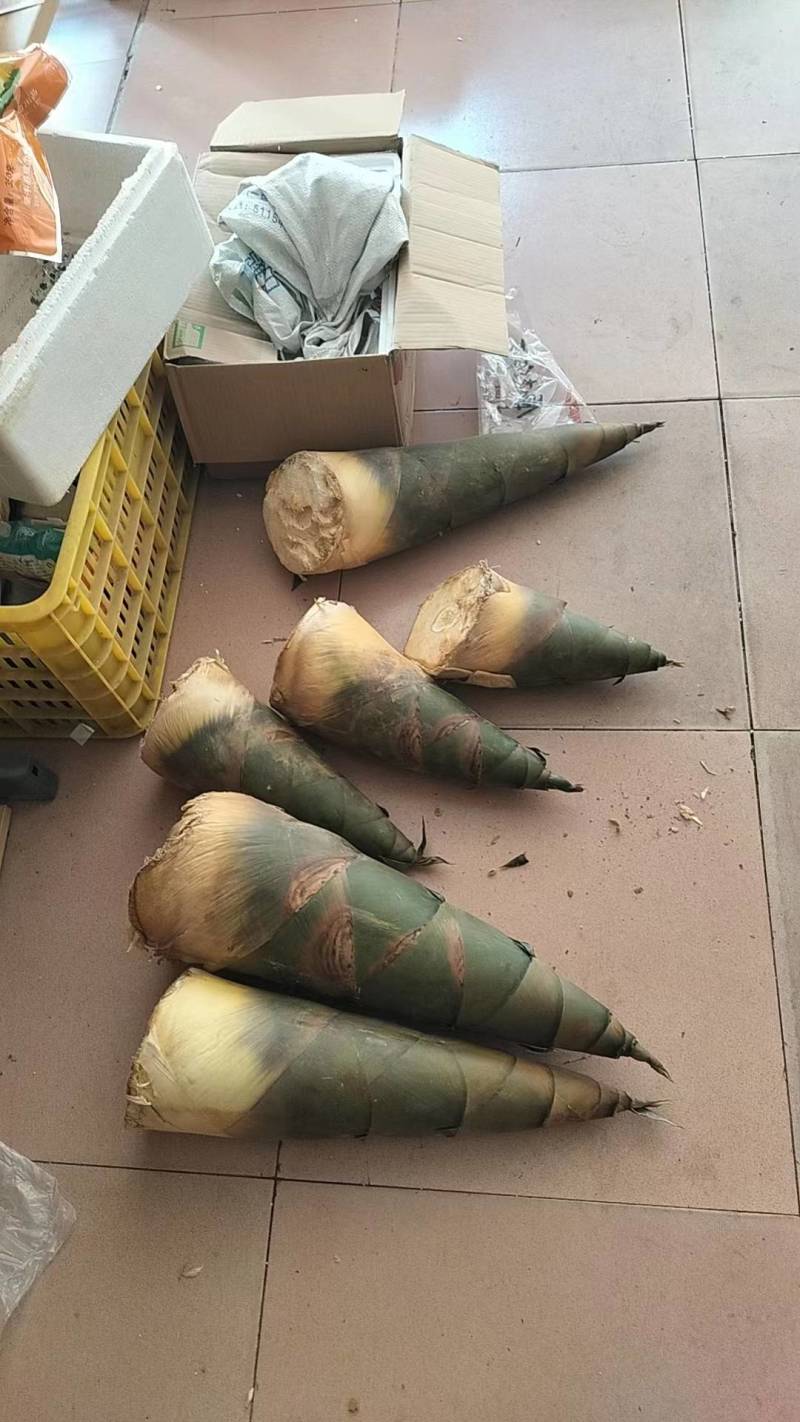 竹笋新鲜竹笋大量上市欢迎咨询产地直销全国发货