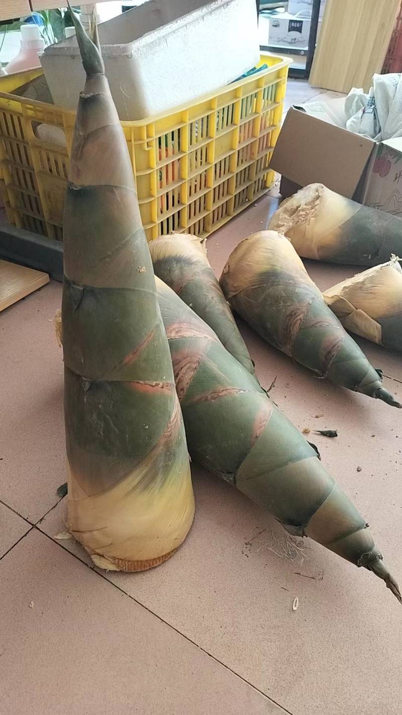 竹笋新鲜竹笋大量上市欢迎咨询产地直销全国发货