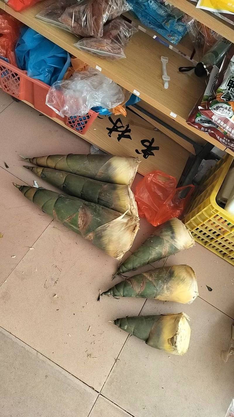 竹笋新鲜竹笋大量上市欢迎咨询产地直销全国发货
