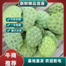 新鲜莲蓬颗粒饱满现摘现法一手货源代发全国欢迎