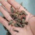 虎头蜂马蜂胡蜂15天无理由退货退款