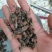 虎头蜂马蜂胡蜂15天无理由退货退款