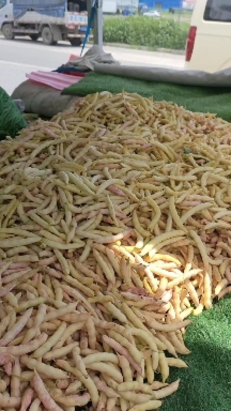 东北豇豆长豆十八豆陆地豇豆大量有货想要联系我
