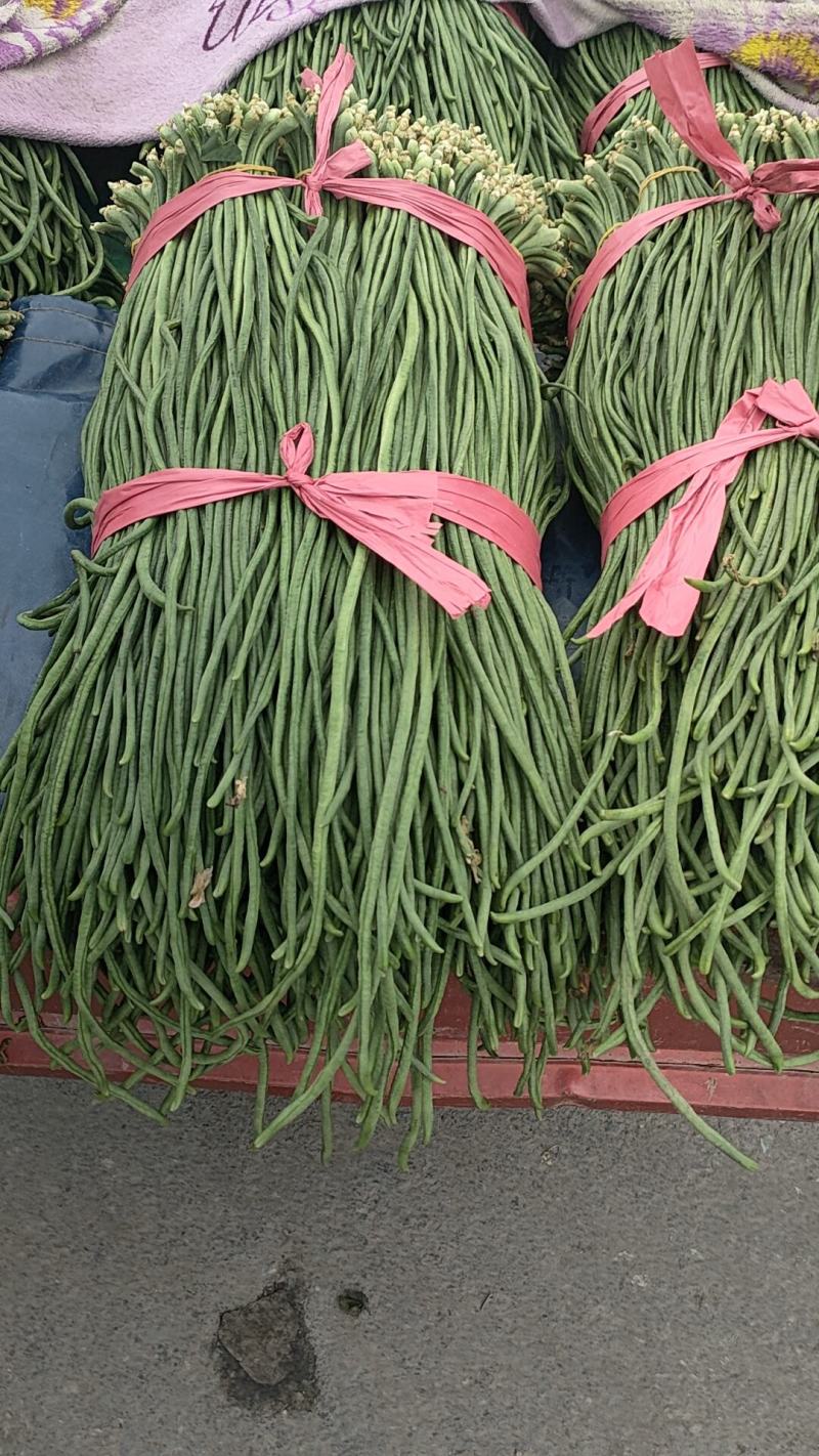 东北豇豆长豆十八豆陆地豇豆大量有货想要联系我