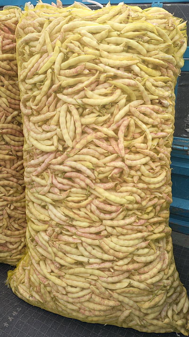 东北豇豆长豆十八豆陆地豇豆大量有货想要联系我