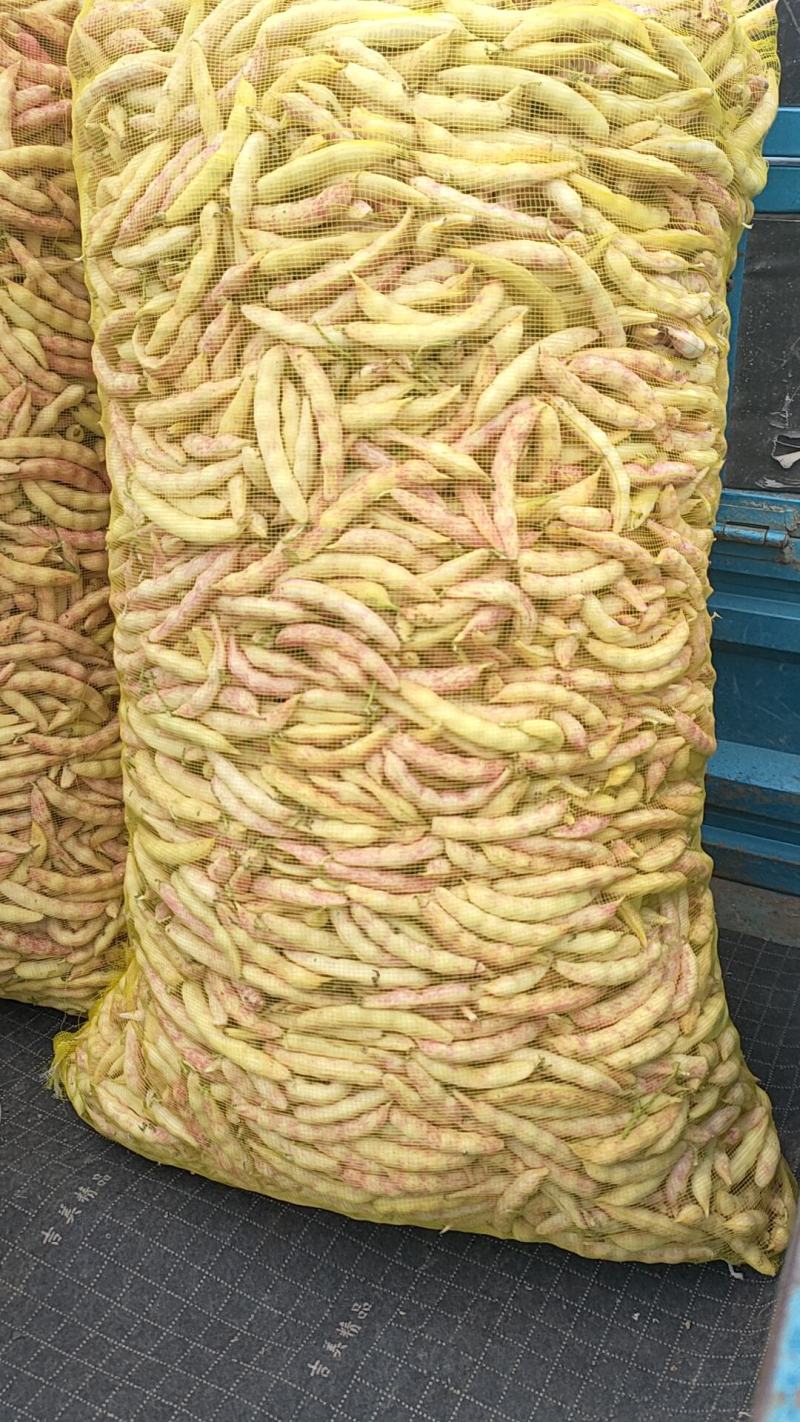 东北豇豆长豆十八豆陆地豇豆大量有货想要联系我