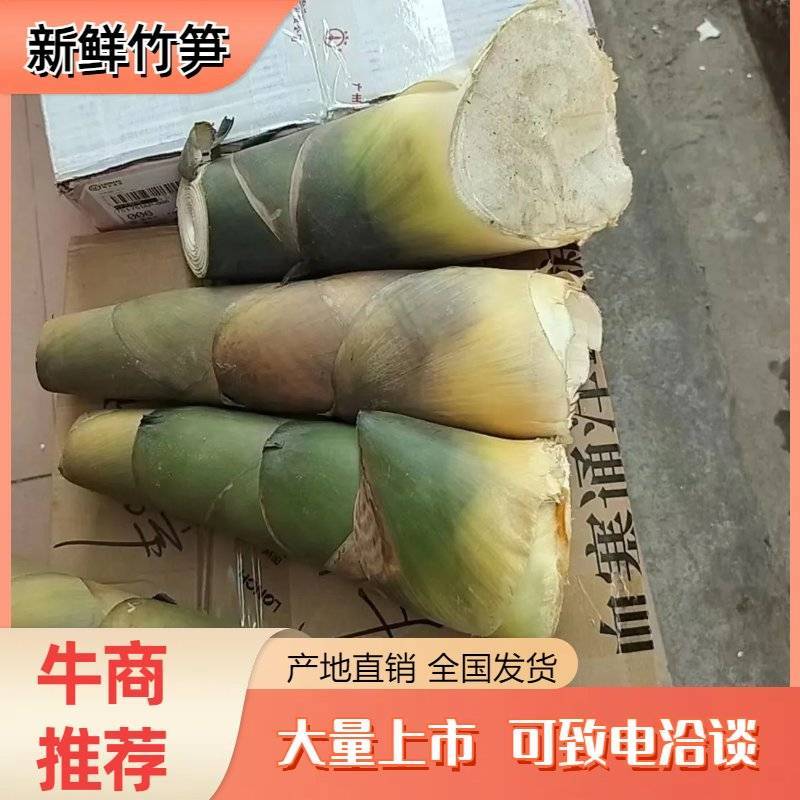 竹笋新鲜竹笋大量上市欢迎咨询产地直销全国发货