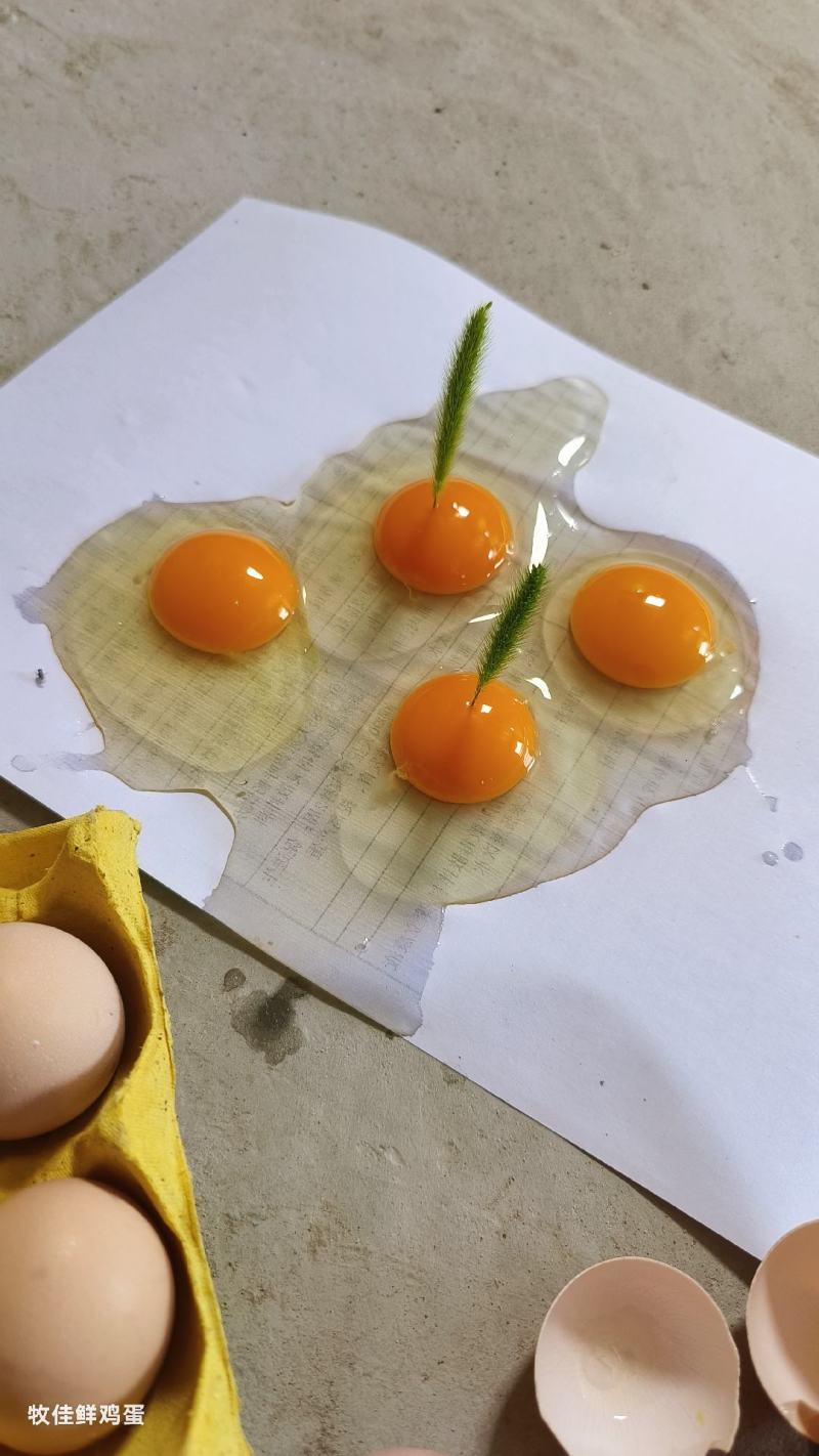 虫草蛋，检测证书，双色到位