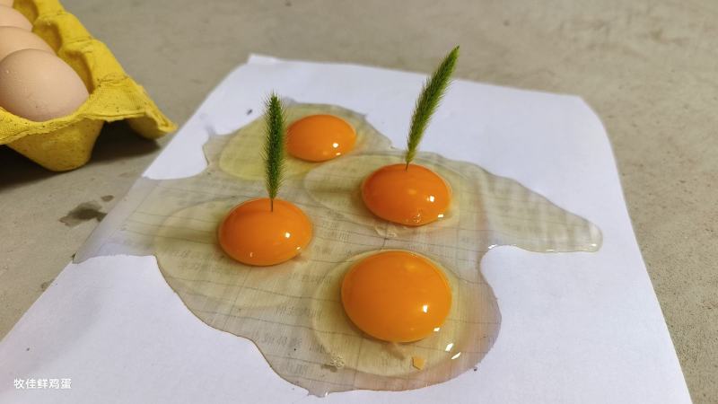 虫草蛋，检测证书，双色到位