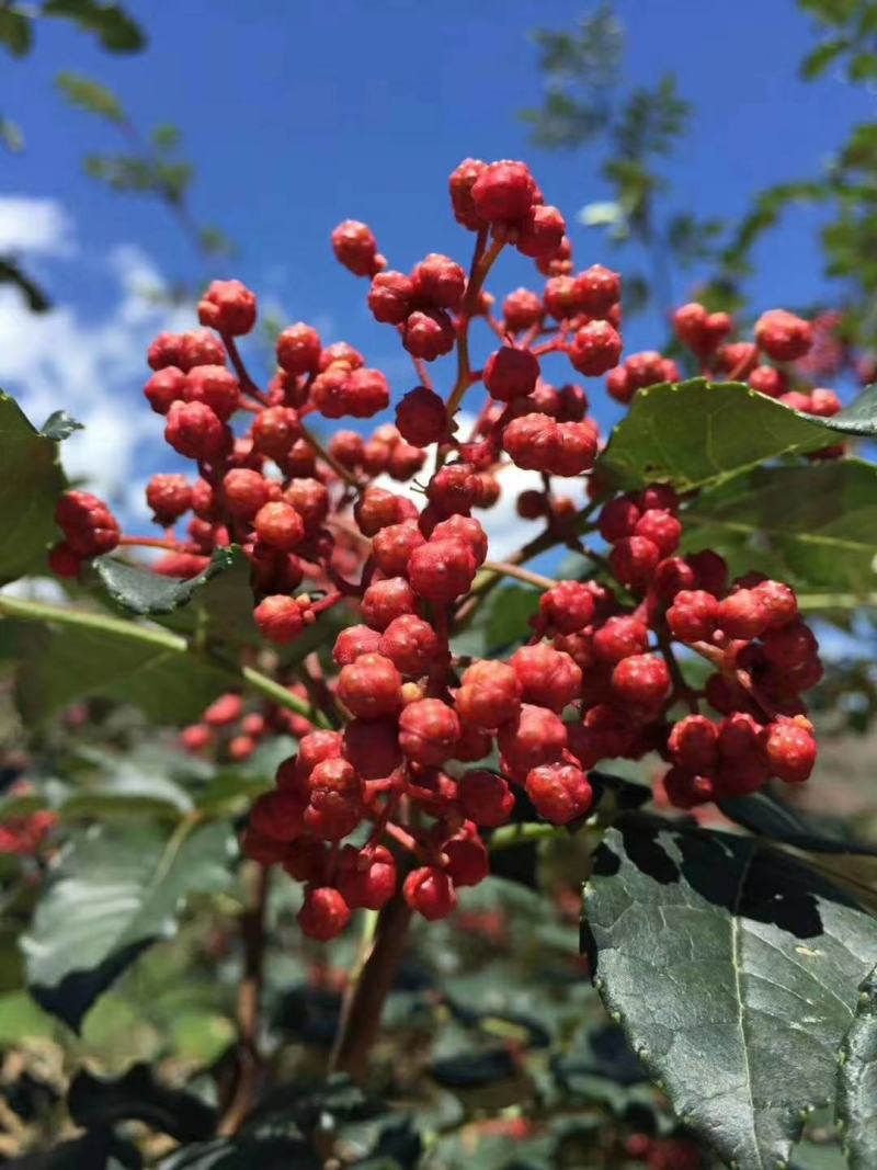 鲜花椒