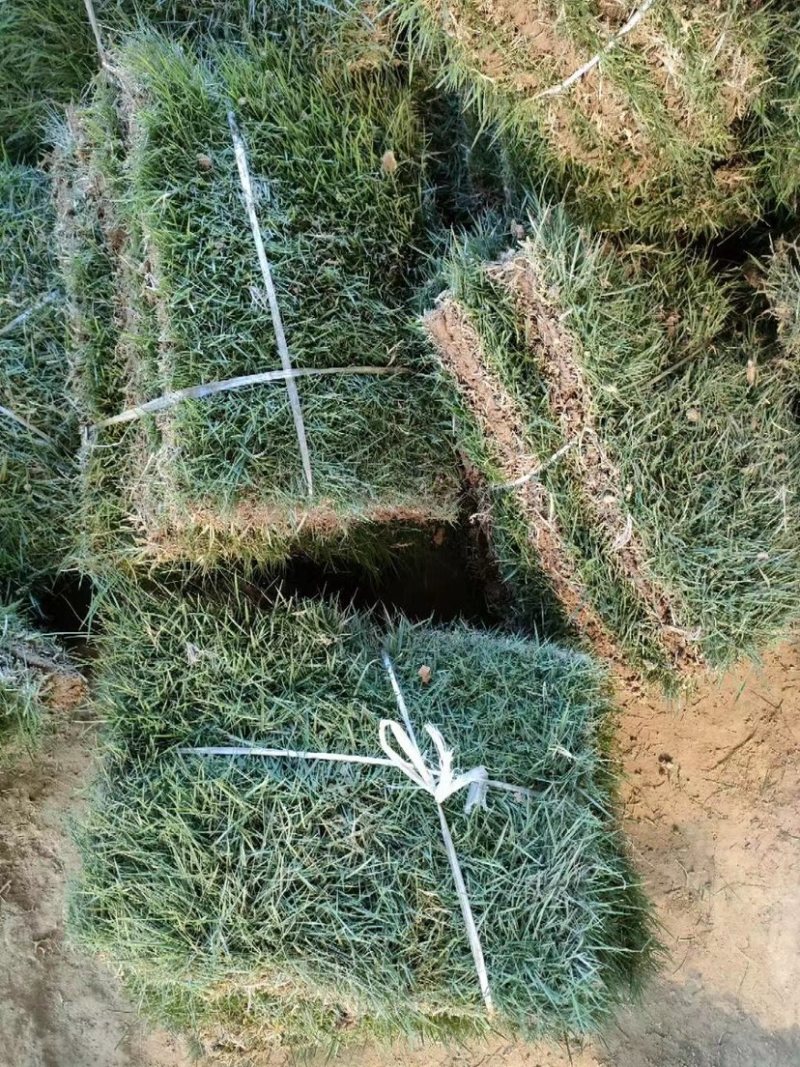 进口草坪种子免修剪四季青草籽护坡固土马尼拉草皮黑麦草冬