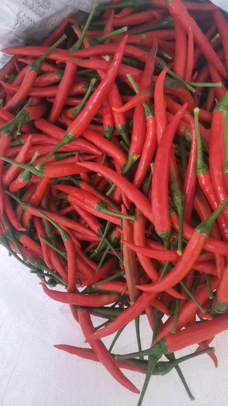艳红辣椒5~10厘米中辣红