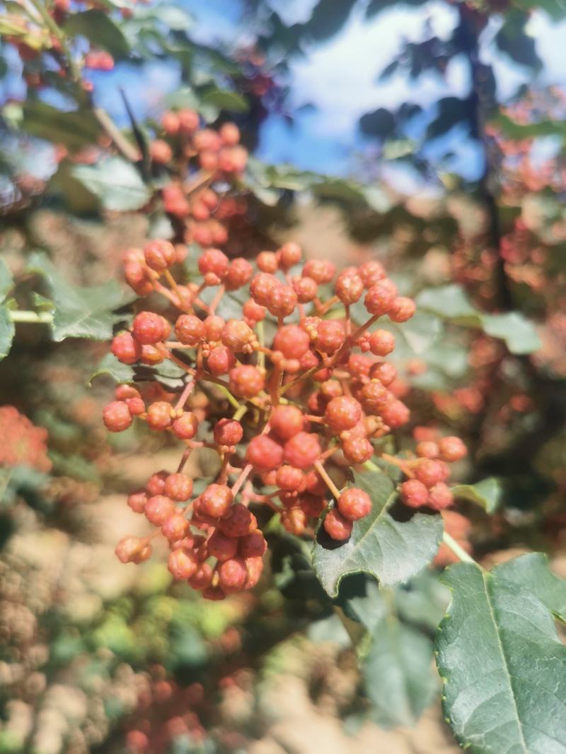鲜花椒