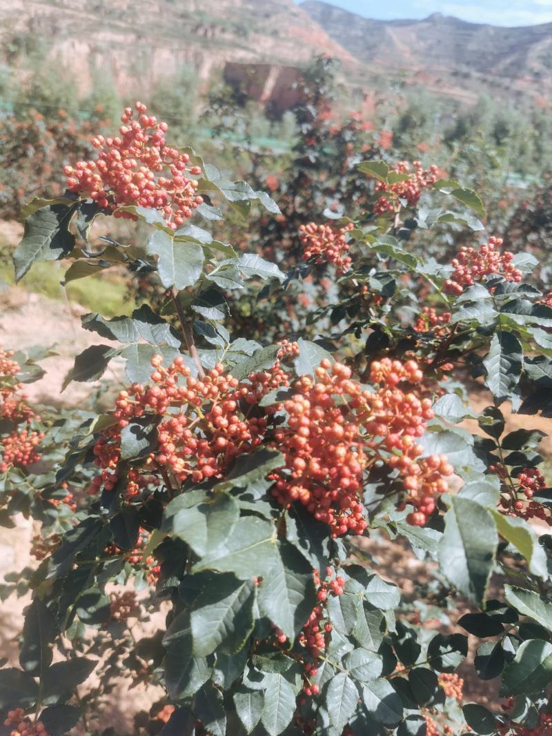 鲜花椒