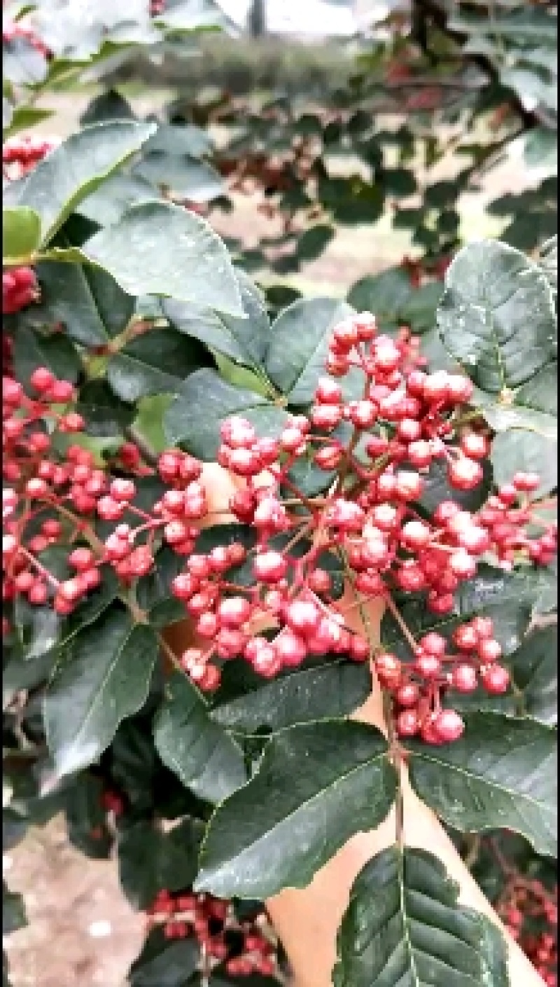 鲜花椒