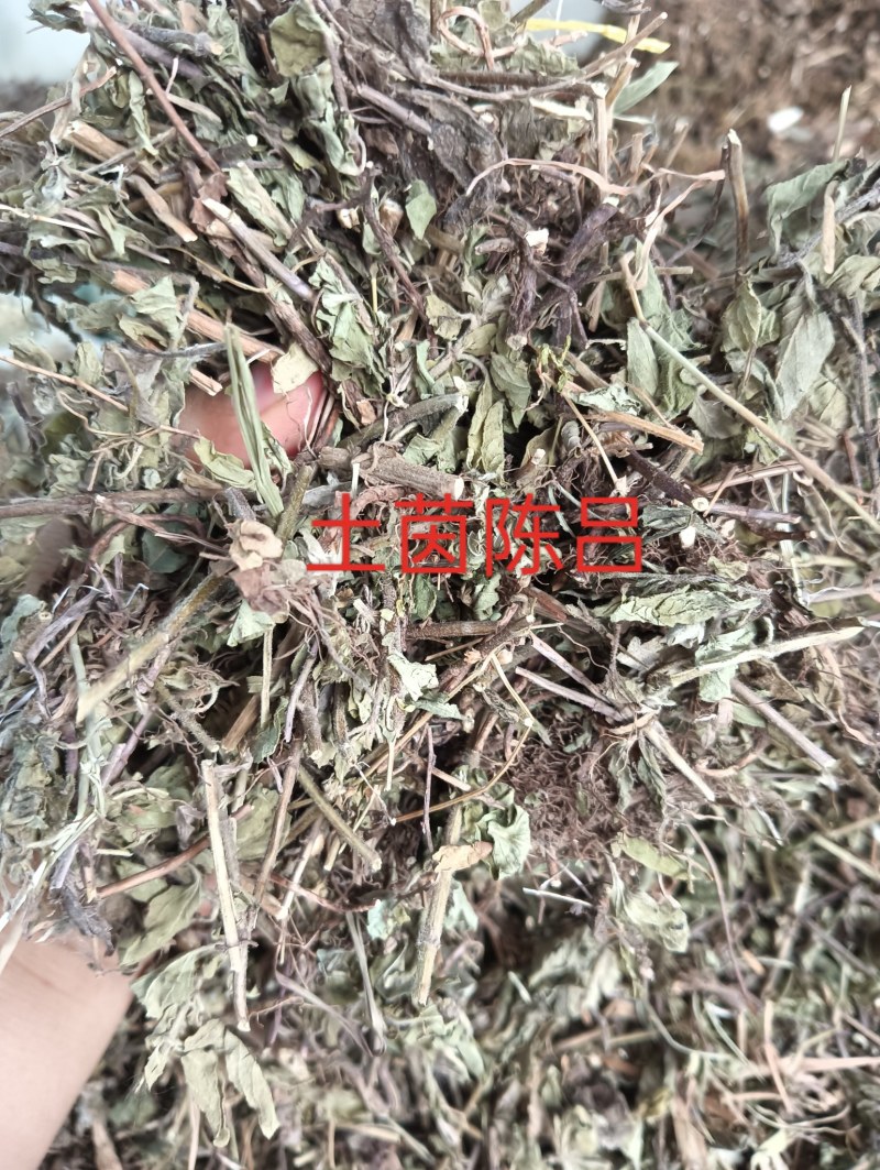 牛至