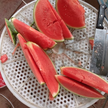 奶油西瓜，吊瓜，密童，帅童无籽西瓜