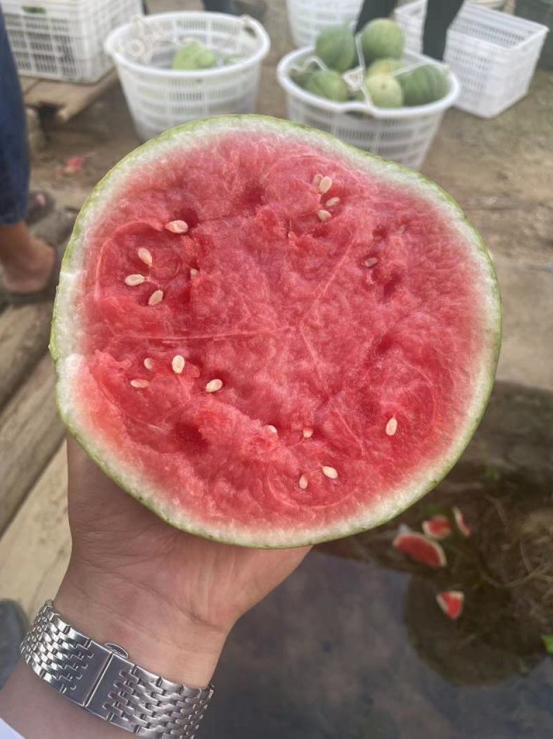 奶油西瓜，吊瓜，密童，帅童无籽西瓜