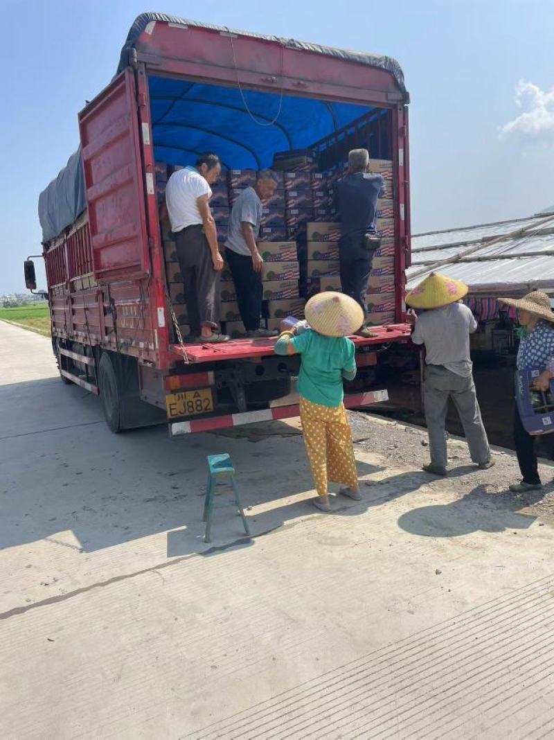 奶油西瓜，吊瓜，密童，帅童无籽西瓜