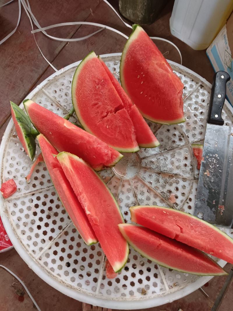 奶油西瓜，吊瓜，密童，帅童无籽西瓜