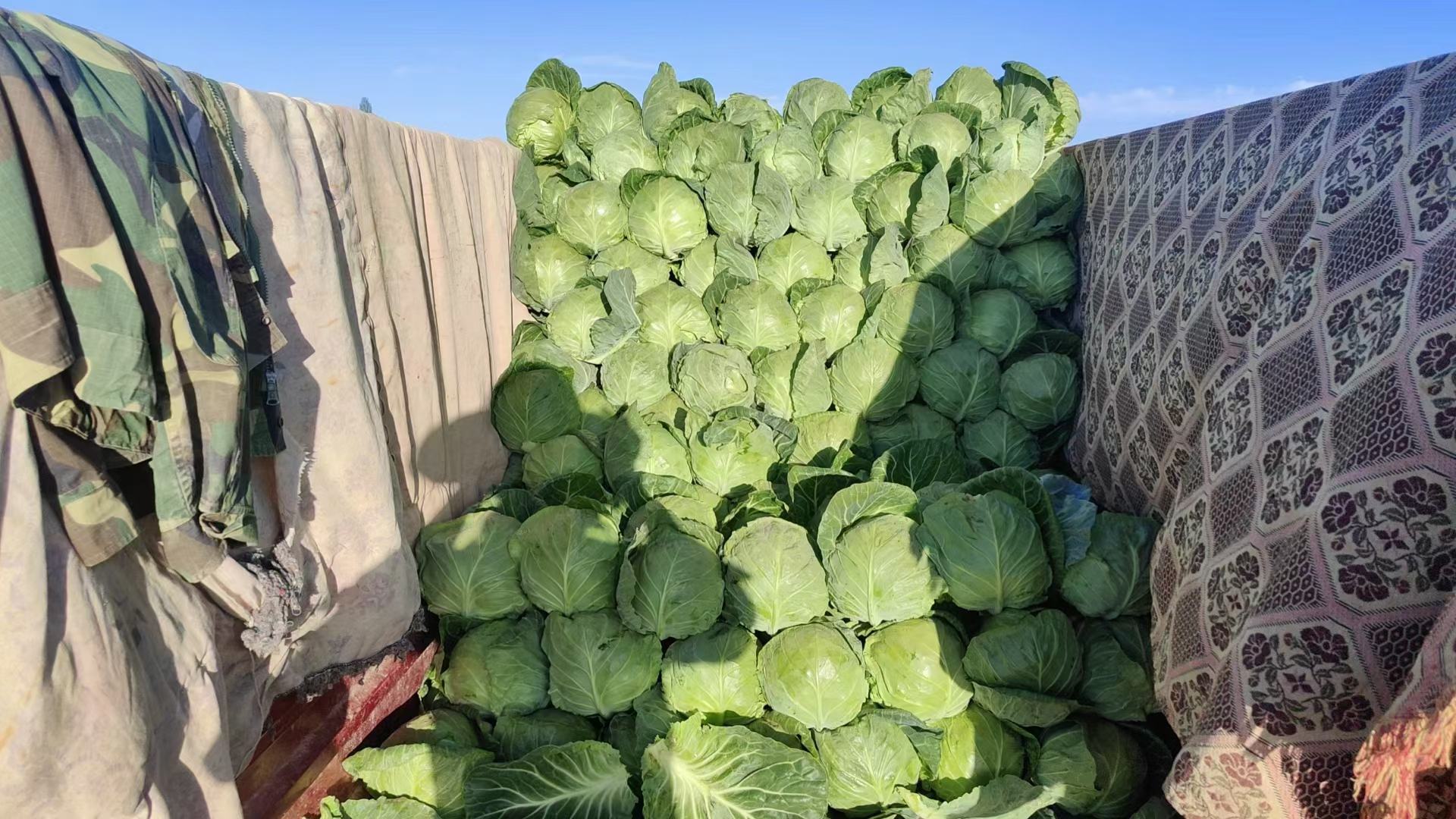 毛芹炒菜成品图