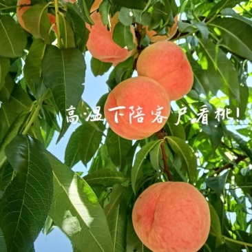 沙红桃