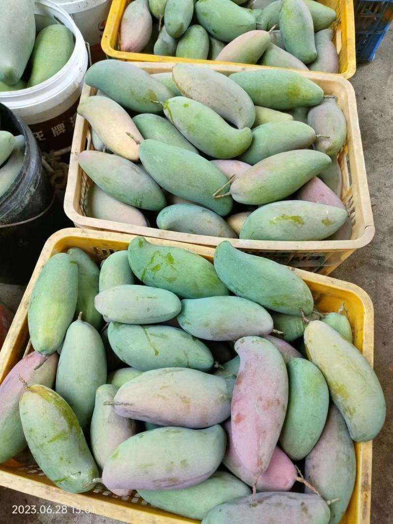 红象牙芒