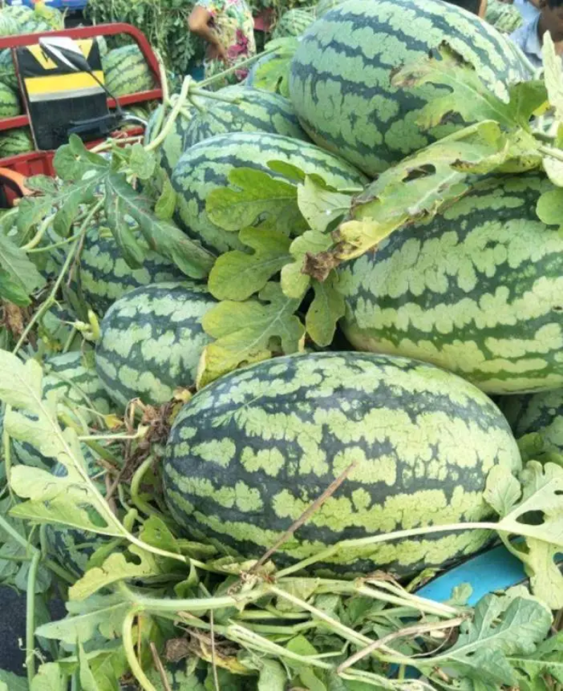 【蜜甜】冠龙西瓜包熟河南产地直发验瓜装车价格可谈欢迎来电
