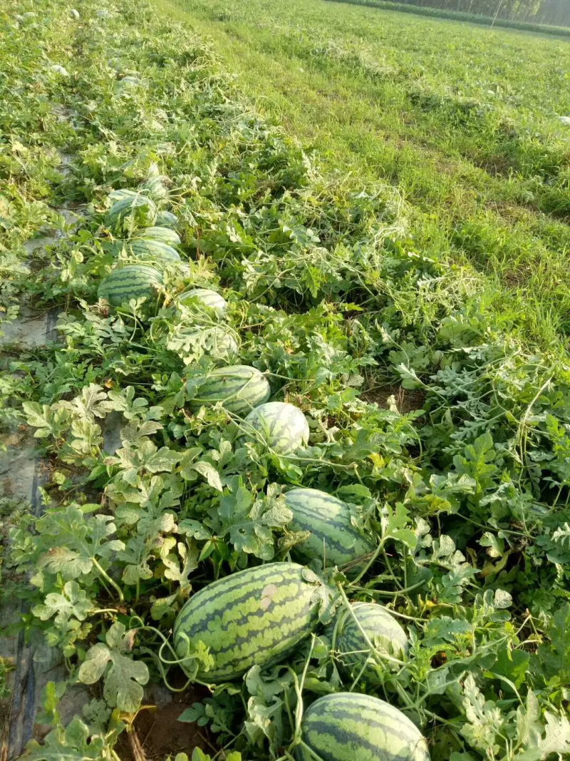 【蜜甜】冠龙西瓜包熟河南产地直发验瓜装车价格可谈欢迎来电