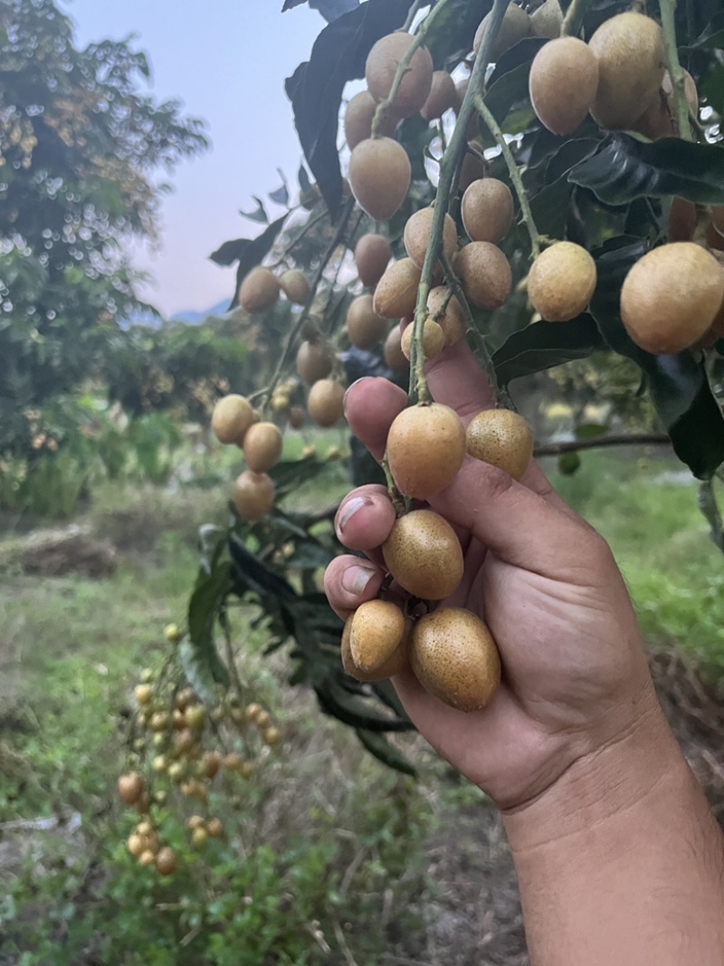黄皮—黑皮。