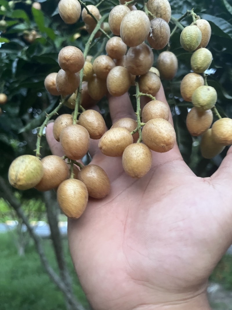 黄皮—黑皮。