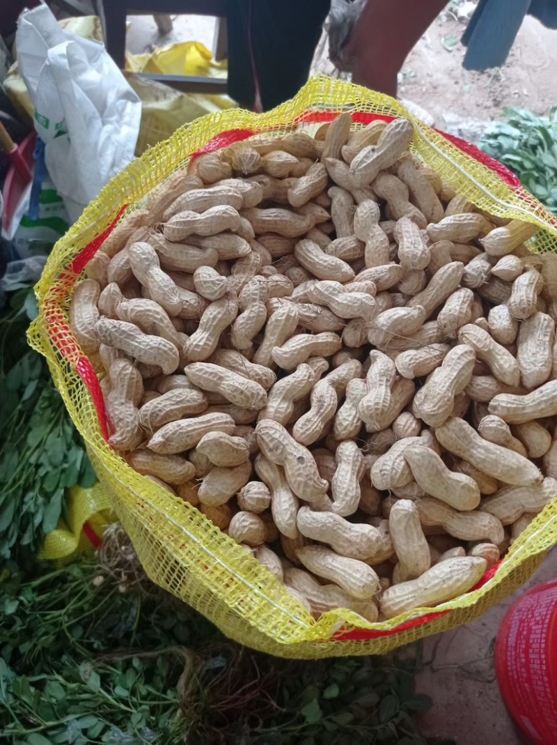 [推荐]开封祥符区沙地鲜花生花生颗粒饱满大量供应