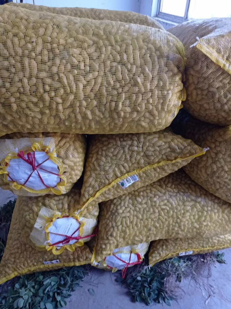 [推荐]开封祥符区沙地鲜花生花生颗粒饱满大量供应