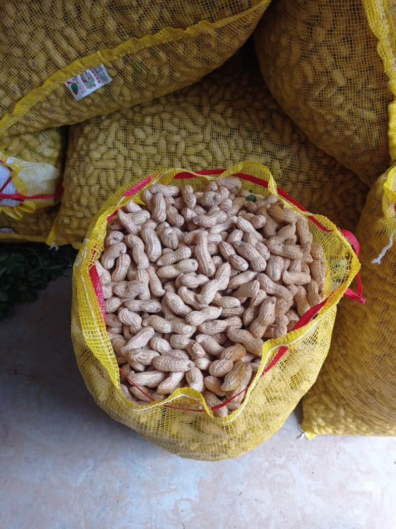 [推荐]开封祥符区沙地鲜花生花生颗粒饱满大量供应