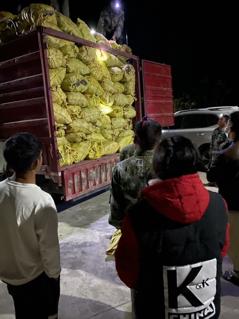 阳洋荷种