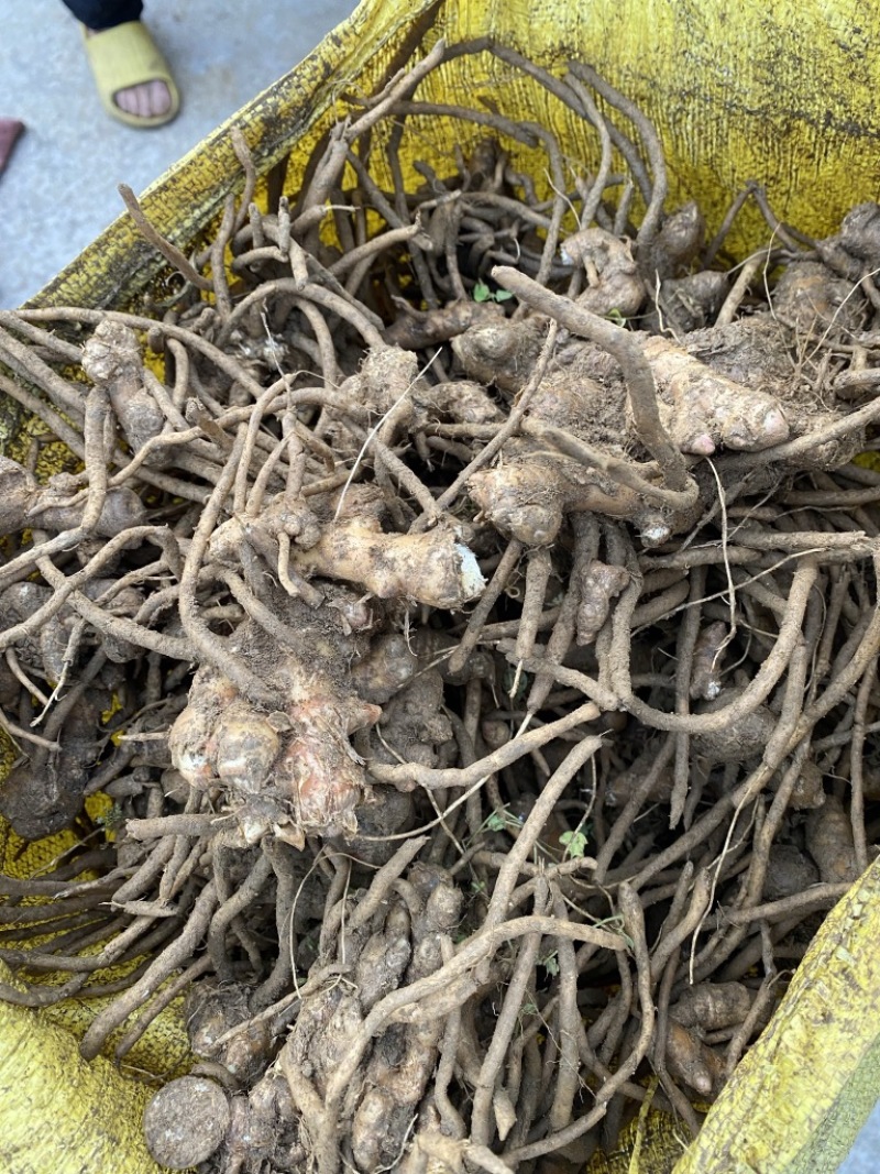 阳洋荷种