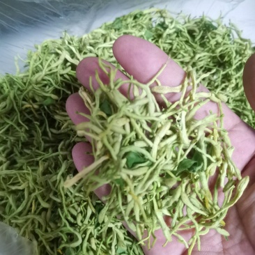 中药材金银花