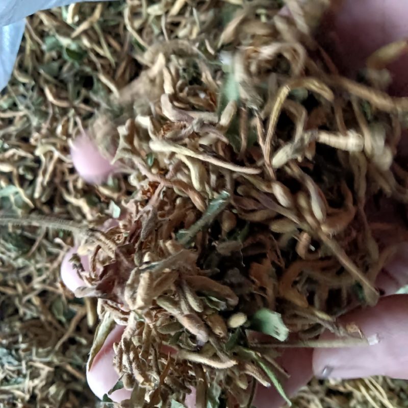 金银花2023年新货非种植色泽好