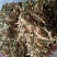 金银花2023年新货非种植色泽好