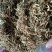 金银花2023年新货非种植色泽好