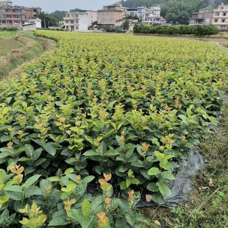 大秋甜柿苗，一款直接在树上可以吃的品种柿子国庆节上市。